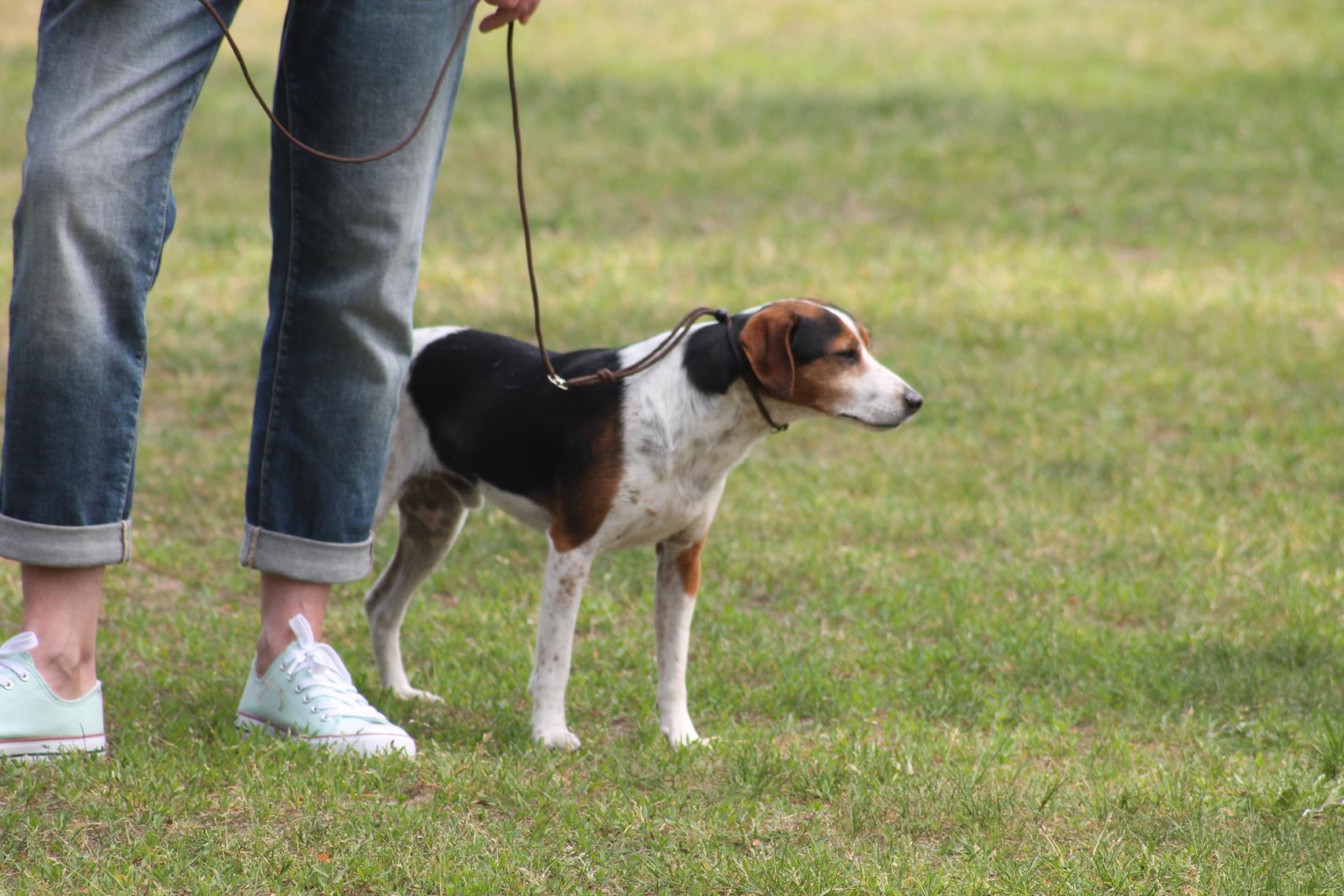 danski hund