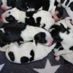 Gruppenkuscheln