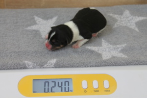 Tag 1, 240g
