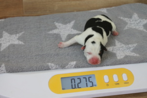 Tag 1, 275g
