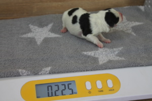Tag 1, 225g