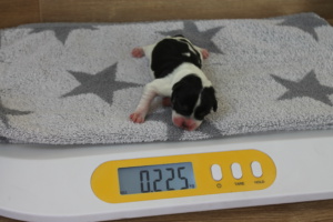 Tag 1, 225g