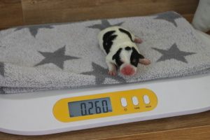 Tag 1, 260g