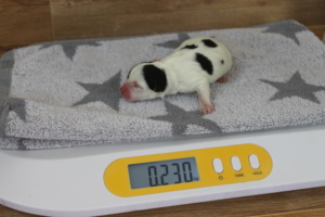 Tag 1, 230g