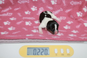 Tag 1, 220g