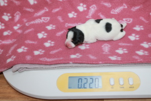 Tag 1, 220g