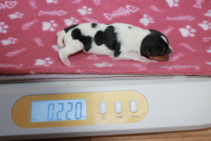 Tag 1, 220g