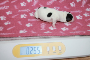 Tag 1, 255g