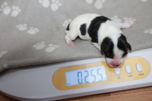 Tag 1, 255g