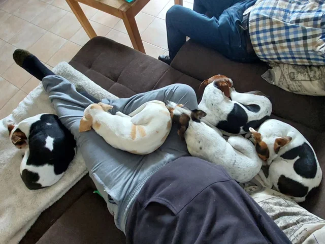 Draufsicht 🐶

https://www.dansky-schnickschnack.de/p/dansky-liebe-das-buch www.danishswedishfarmdog.de
.
.
.
#danskyliebe #Welpen #ostsee #bodden #spielen #fab5 #family #hund  #dansky #relax #pets #babys #danishswedishfarmdogs #chillout #love #danishswedishfarmdog #dog #dansksvenskgårdhund #dogs #dogoftheday #dogsofinstagram #doglover #bestfriend #cute #instadog #dogphotography #wurf #dsg