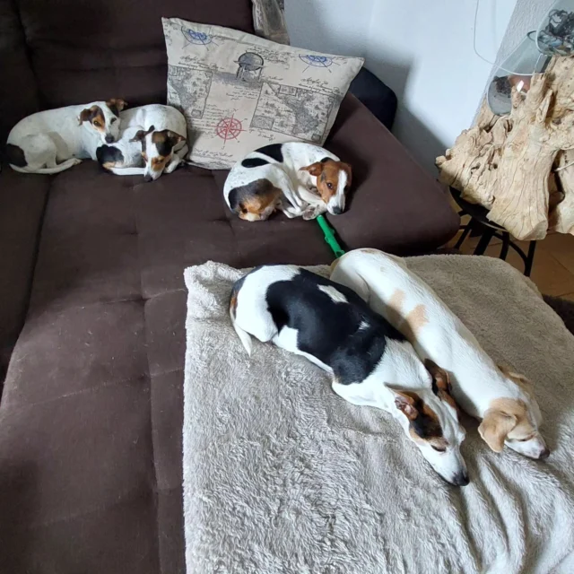 Aufgestanden Platz vergangen 🐶

https://www.dansky-schnickschnack.de/p/dansky-liebe-das-buch www.danishswedishfarmdog.de
.
.
.
#danskyliebe #Welpen #ostsee #bodden #spielen #fab5 #family #hund  #dansky #relax #pets #babys #danishswedishfarmdogs #chillout #love #danishswedishfarmdog #dog #dansksvenskgårdhund #dogs #dogoftheday #dogsofinstagram #doglover #bestfriend #cute #instadog #dogphotography #wurf #dsg