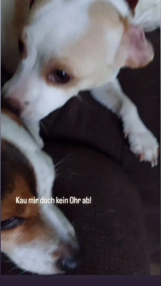 #dsg #dansksvenskgårdshund #hund #danskyliebe #love #dogs #instadog #ostseeliebe⚓️