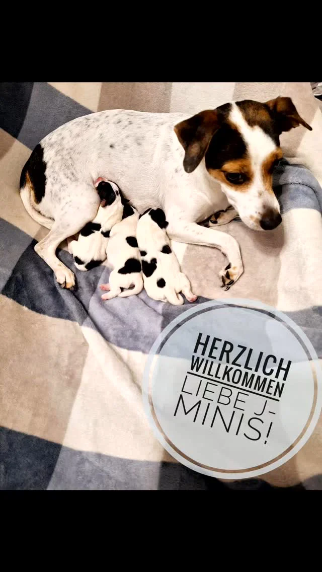#hund #love #dsg #danskyliebe #ostsee #dansksvenskgårdhund #dansky #dogs #instadog #welpen #welpenliebe